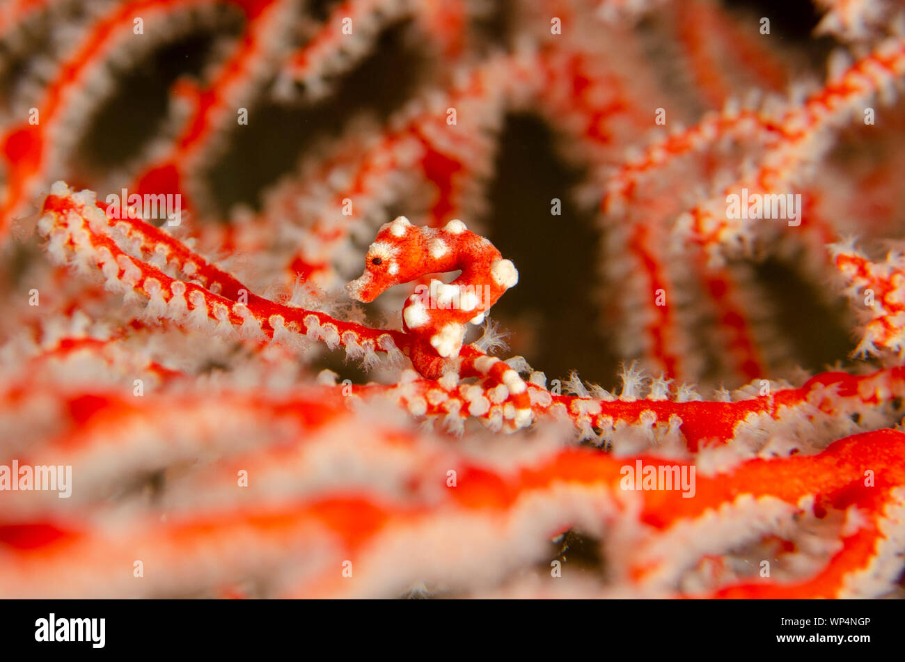 Denise's Pygmy Seahorse, Hippocampus denise, on sea fan, Andiamo dive site, Dara Island, Misool, Raja Ampat, West Papua, Indonesia Stock Photo