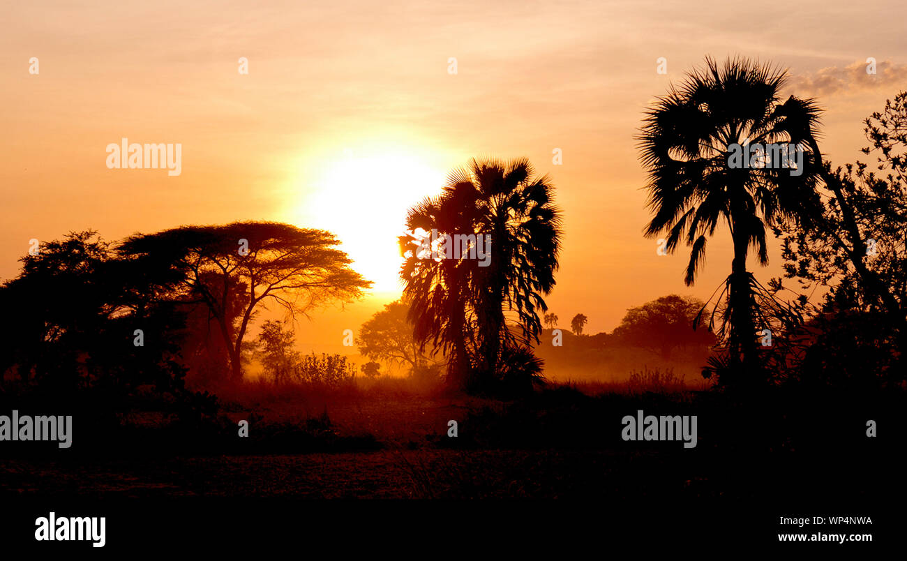The sunrises helps disperse the mists on a cool winters morning in Katavi National Park. The morning light silhouettes some palm trees Stock Photo