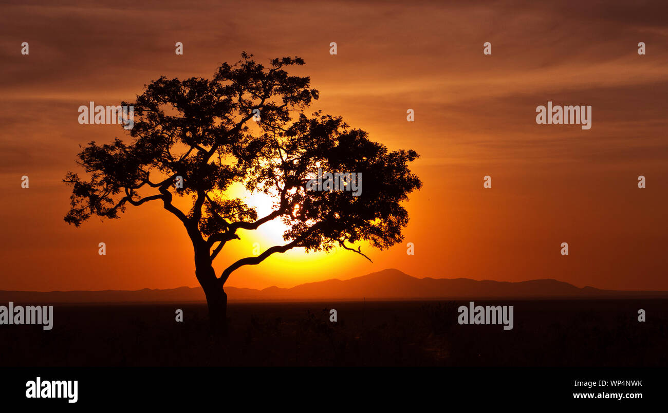 The sun sets over the Ufipa Escarpment in Katavi National Park. The light silhouettes a solitary Rain-tree growing out in the Katisunga Floodplain tha Stock Photo
