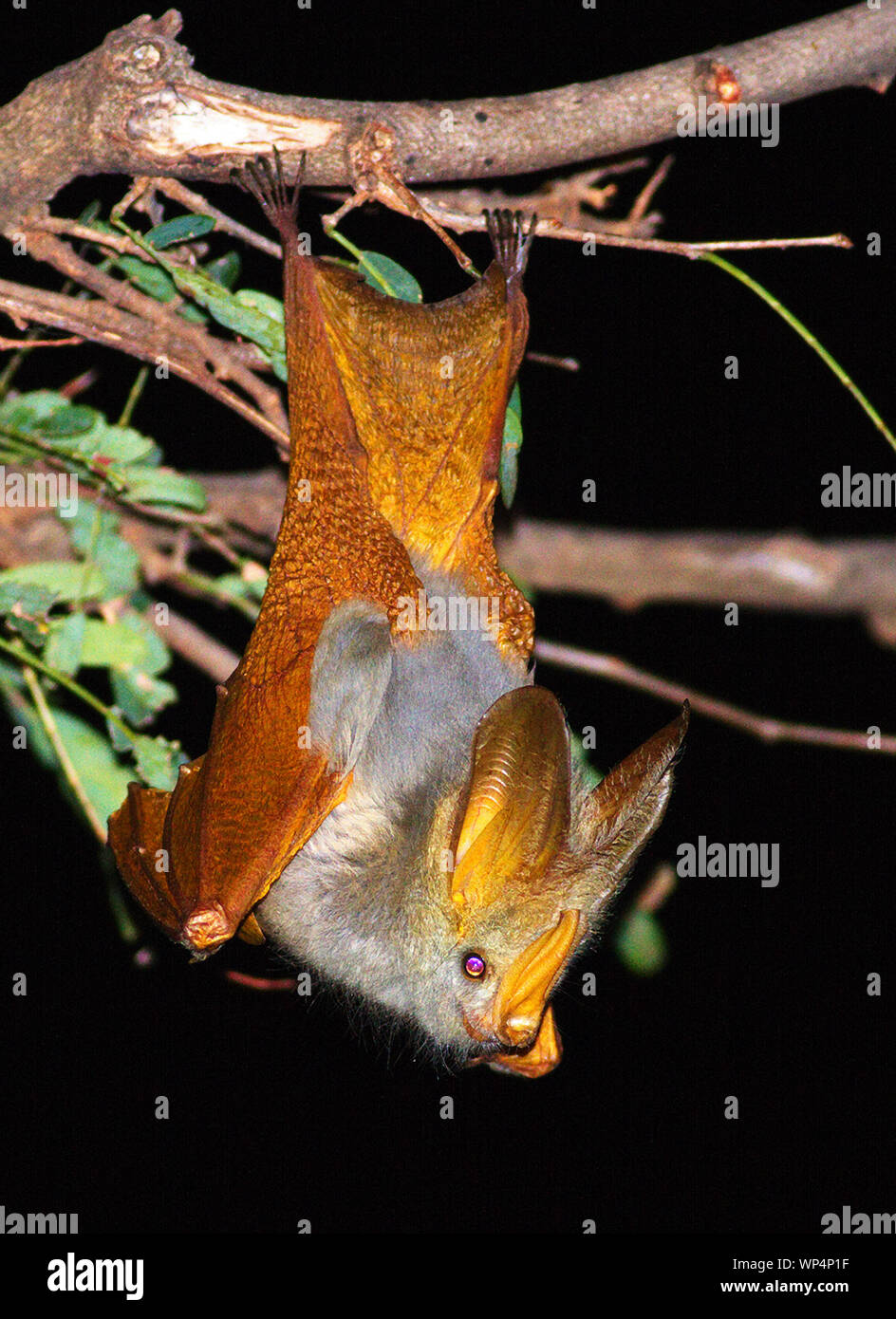 Yellow winged bat hires stock photography and images Alamy