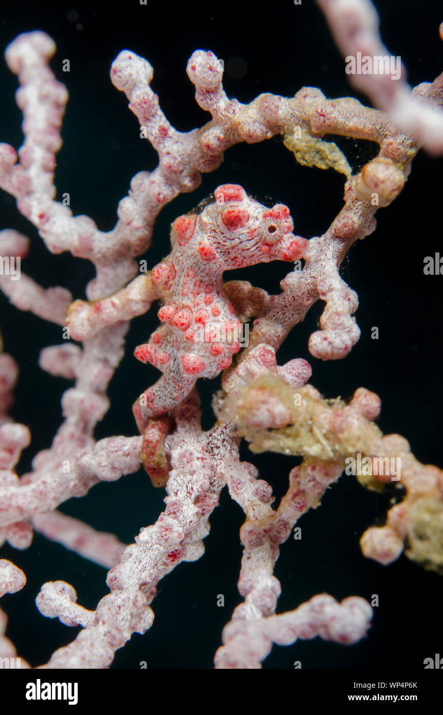 Pygmy Seahorse, Hippocampus bargibanti, on sea fan, Two Tree Island dive site, Sagof, Misool, Raja Ampat, West Papua, Indonesia Stock Photo