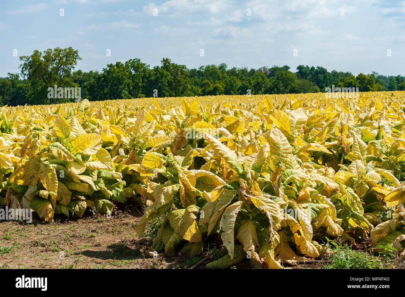 tobacco lexington ky Tobacco farm in Lexington Kentucky Stock Photo