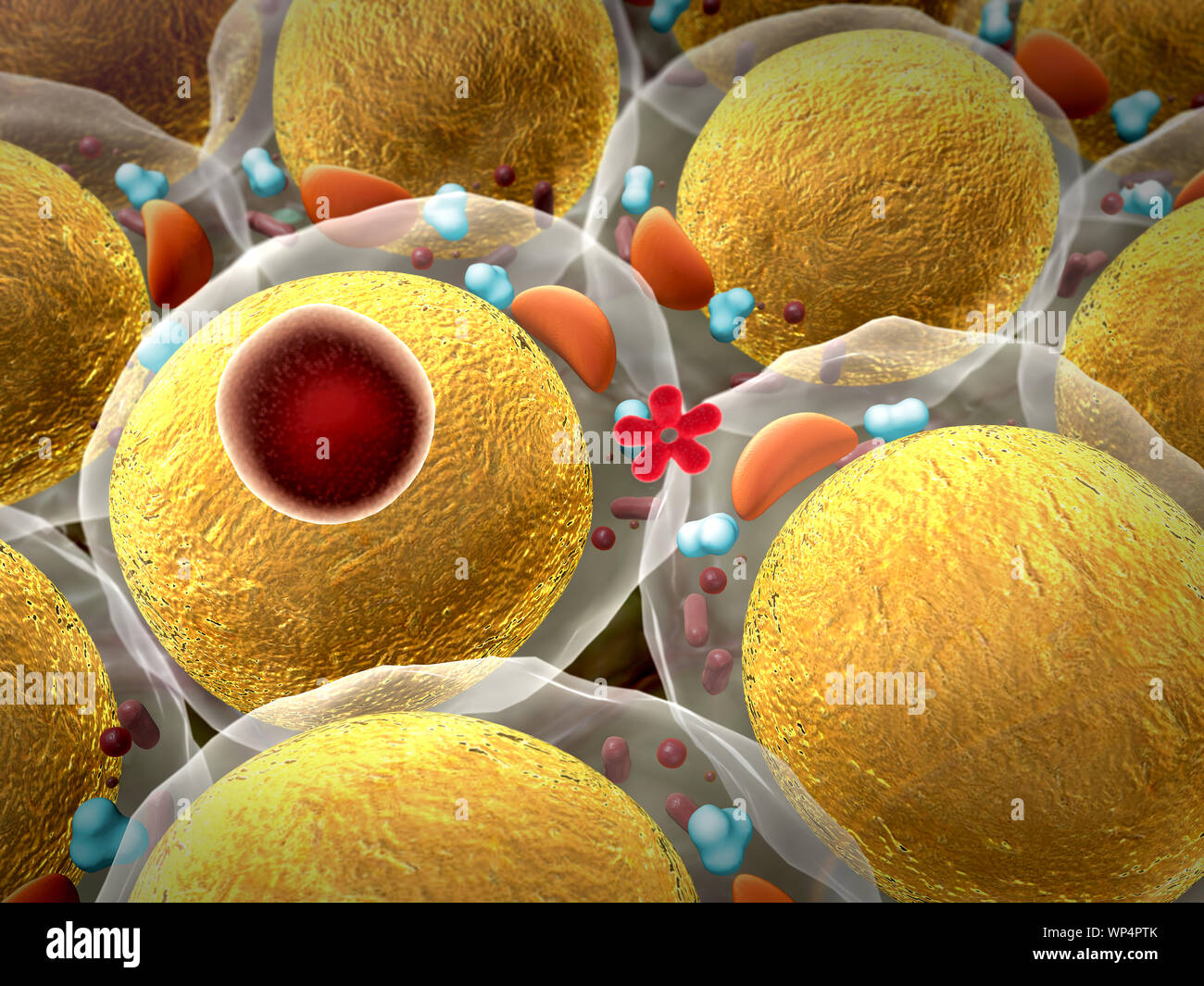 field of fat cells Stock Photo