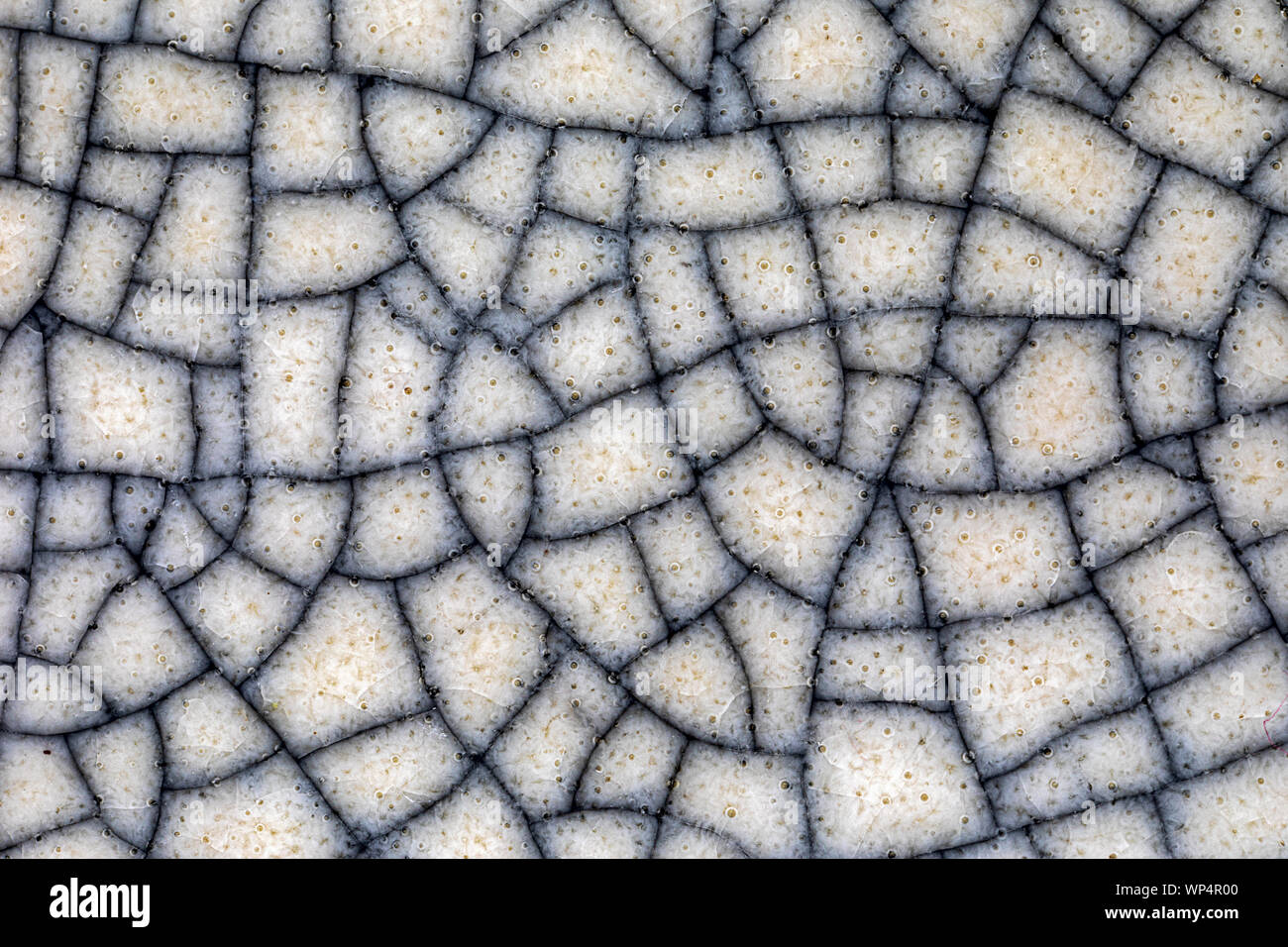 Ceramic glaze texture hires stock photography and images Alamy