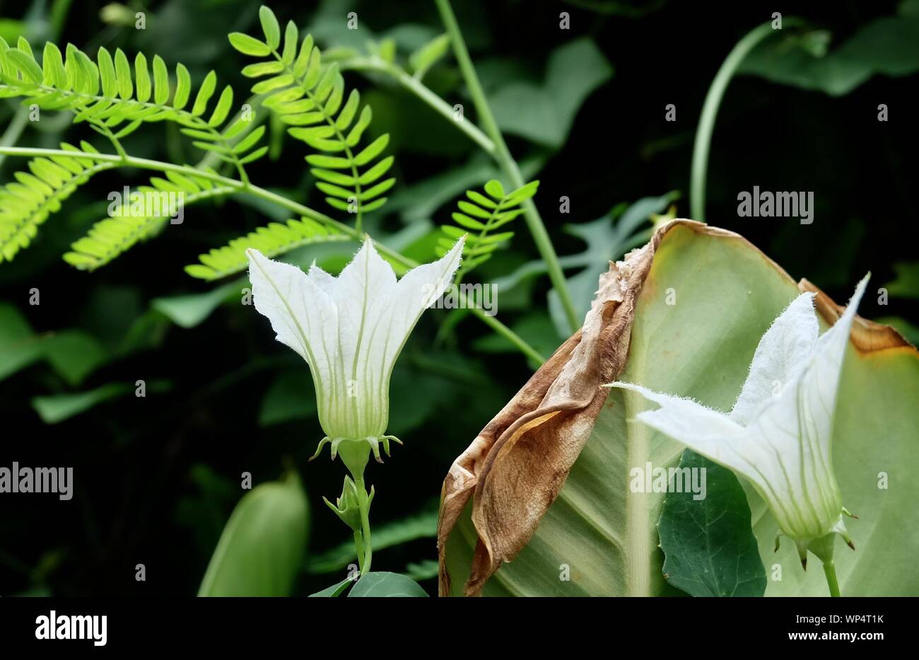 Vegetable and Herb, Fresh WhiteCoccinia Grandis or Ivy Gourd Blossom Blooming in Kitchen Garden. Stock Photo