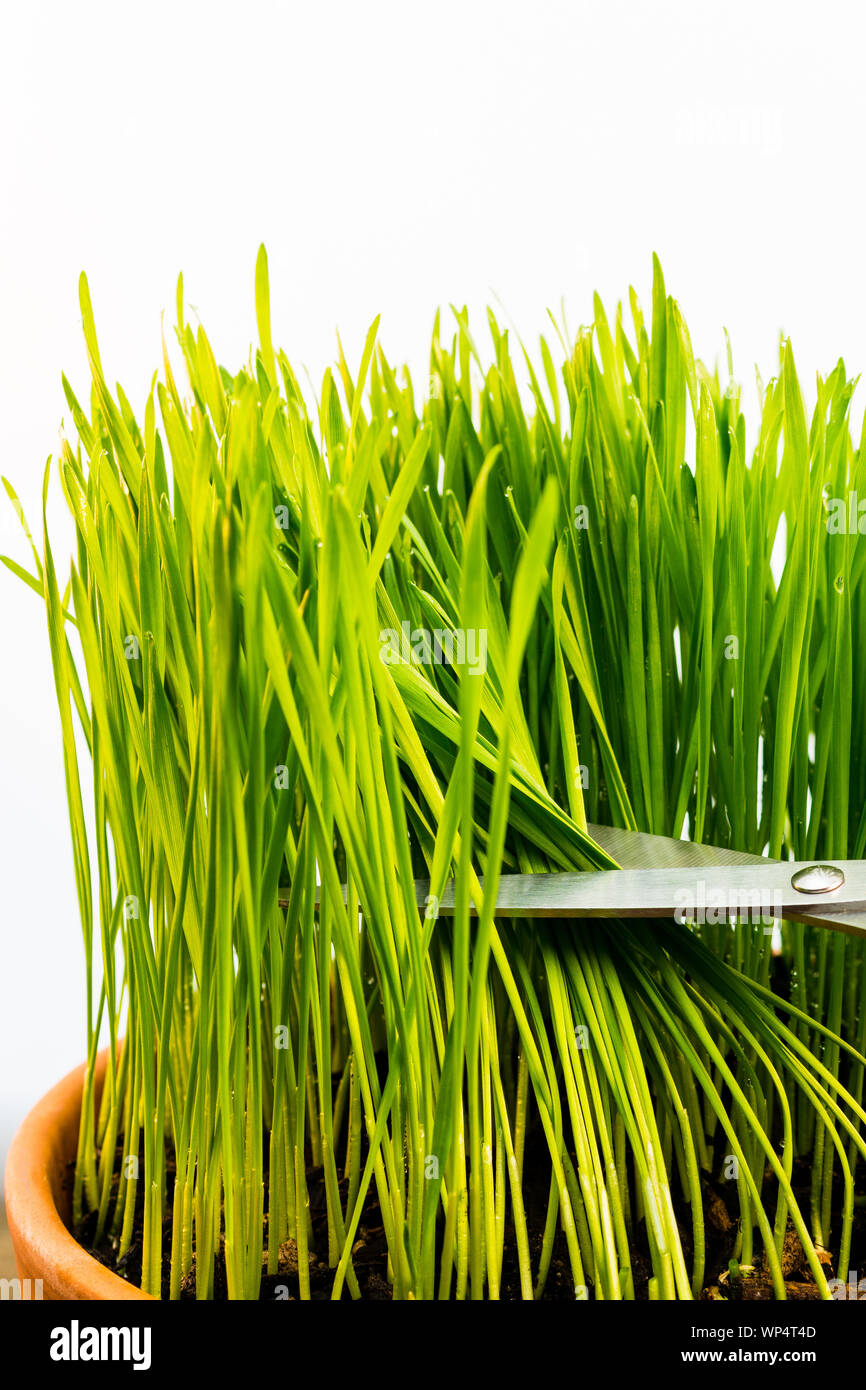 Fresh young wheatgrass growing in a terracotta pot isolated against a white background. The blades of grass are being harvested using scissors. Stock Photo