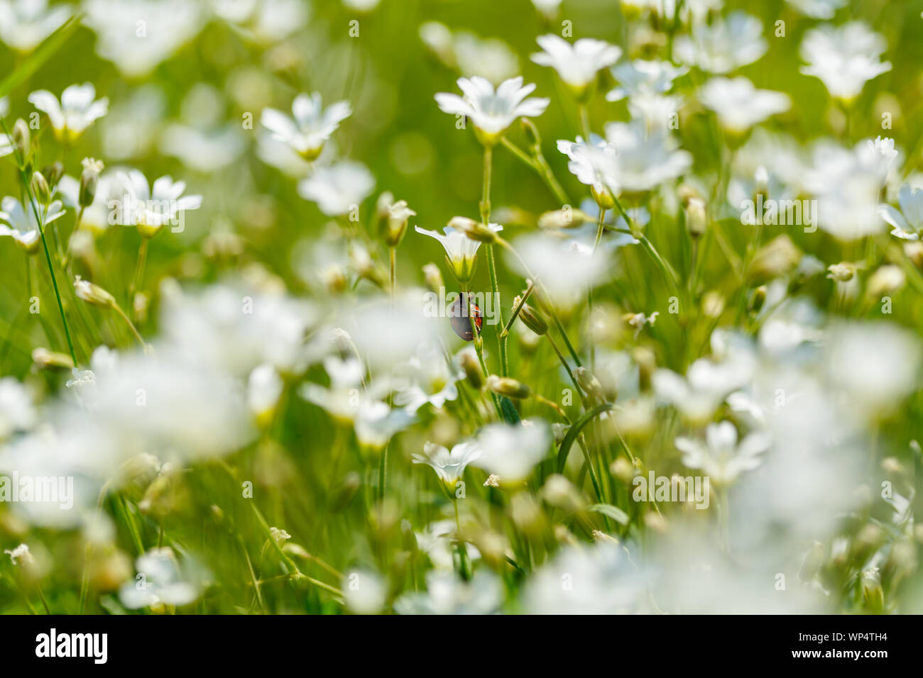 Summer flowers in the forest Stock Photo - Alamy