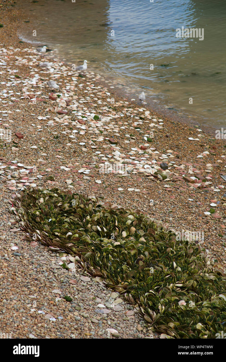 Scallop shells on the beach Stock Photo