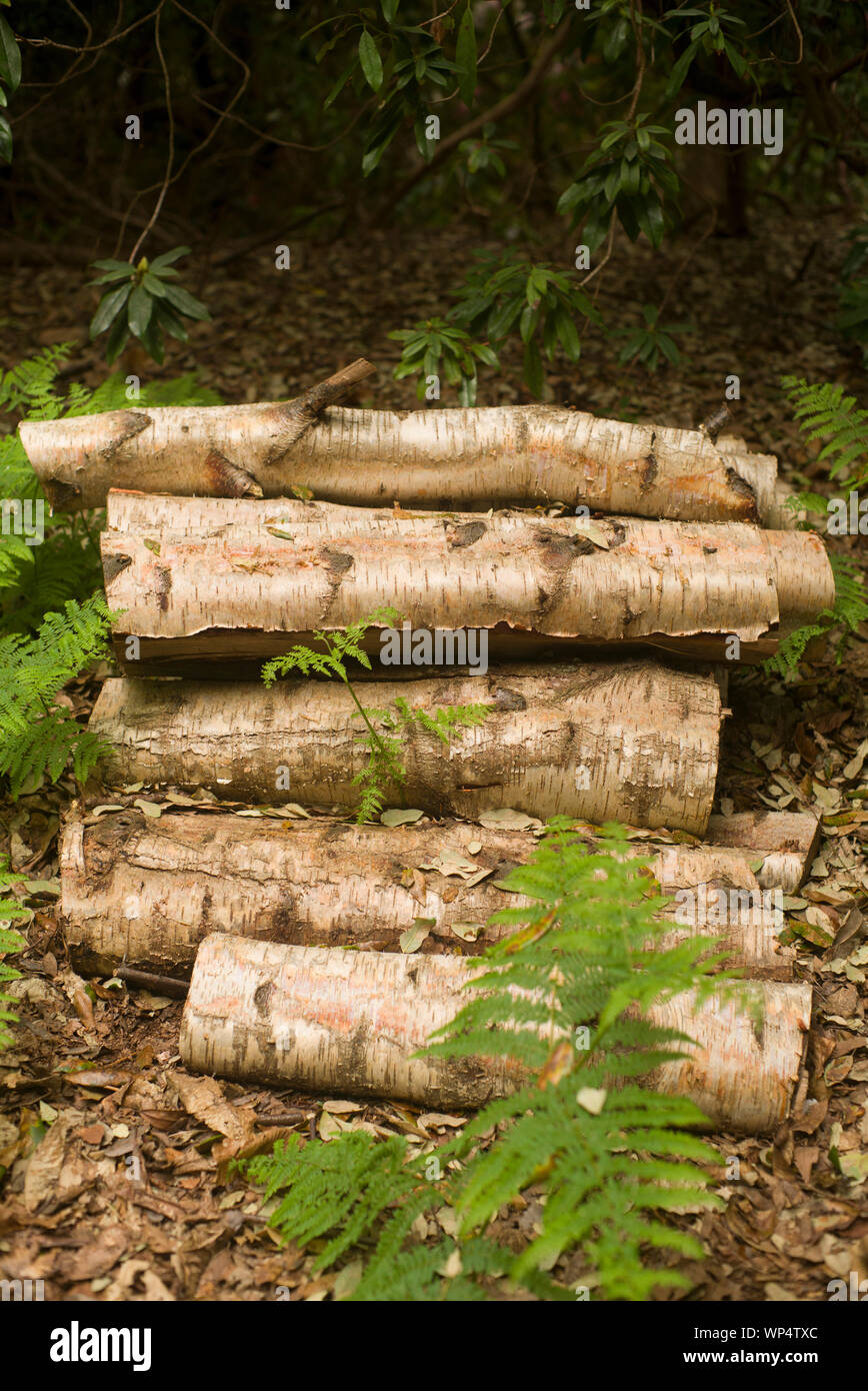 Silver birch logs in the woods Stock Photo
