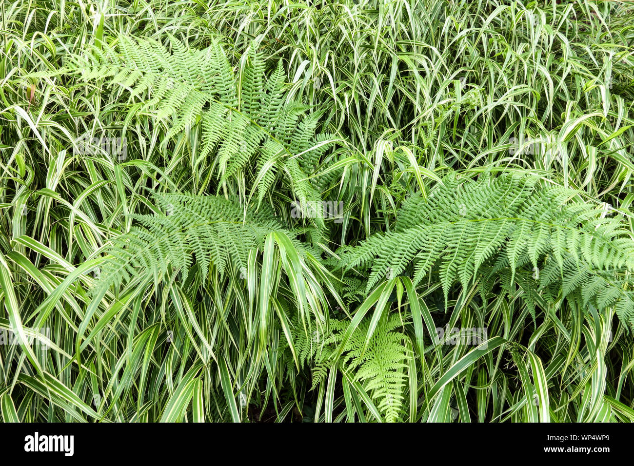 Fern in Hakone grass, Japanese Forest Grass Hakonechloa macra 'Albovariegata' Stock Photo
