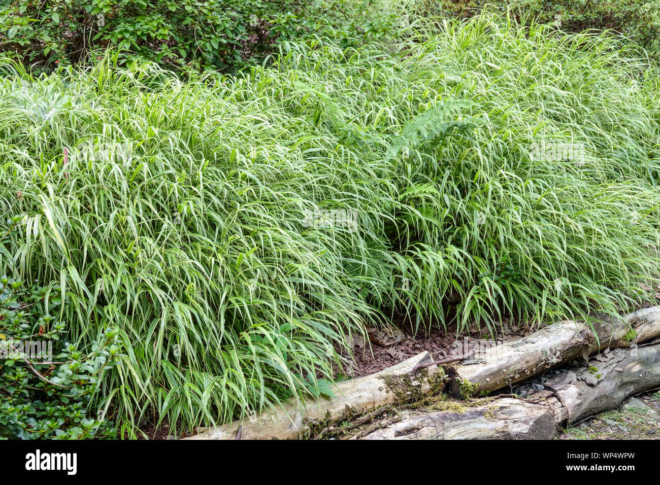 Garden border, Hakone grass,Japanese Forest Grass Hakonechloa macra 'Albovariegata' Stock Photo