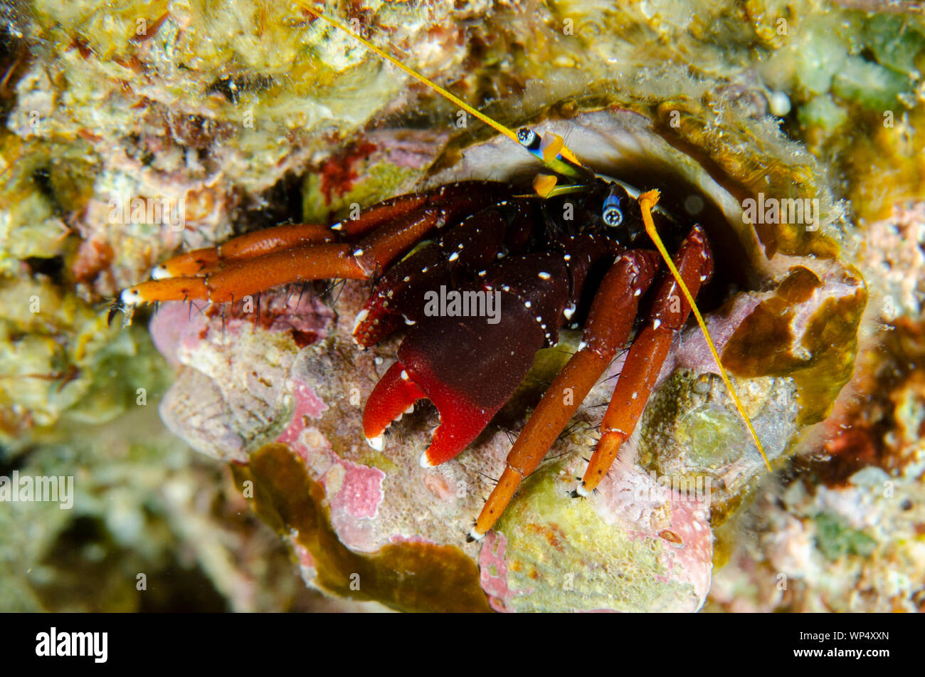 Gaimard's Hermit Crab, Calcinus gaimardii, Two Tree Island dive site, Sagof, Misool, Raja Ampat, West Papua, Indonesia Stock Photo