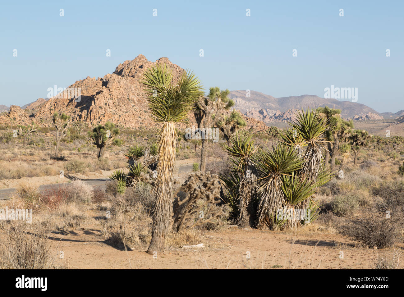 Joshua Tree National Park is located in southeastern California Stock Photo