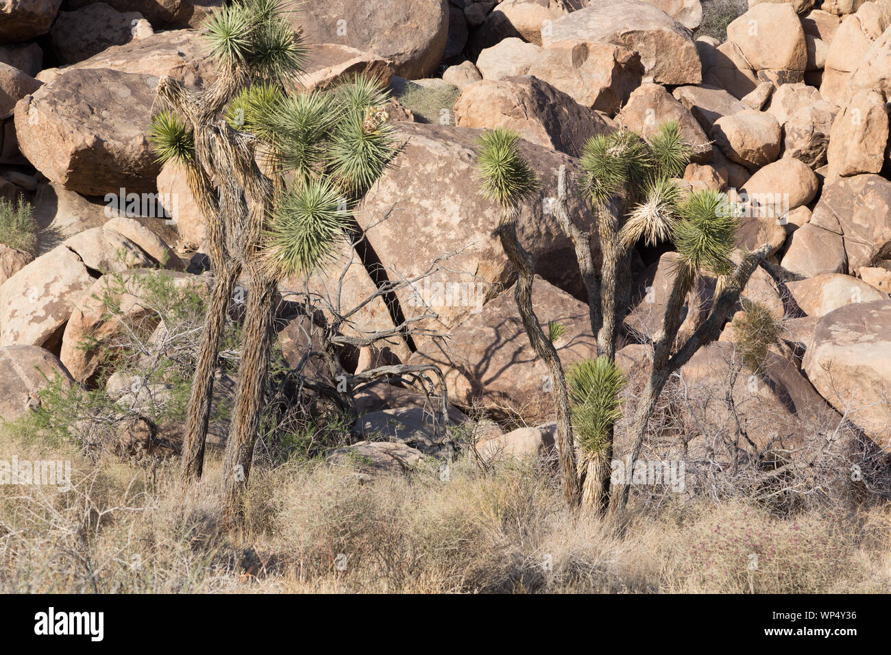Joshua Tree National Park is located in southeastern California Stock Photo