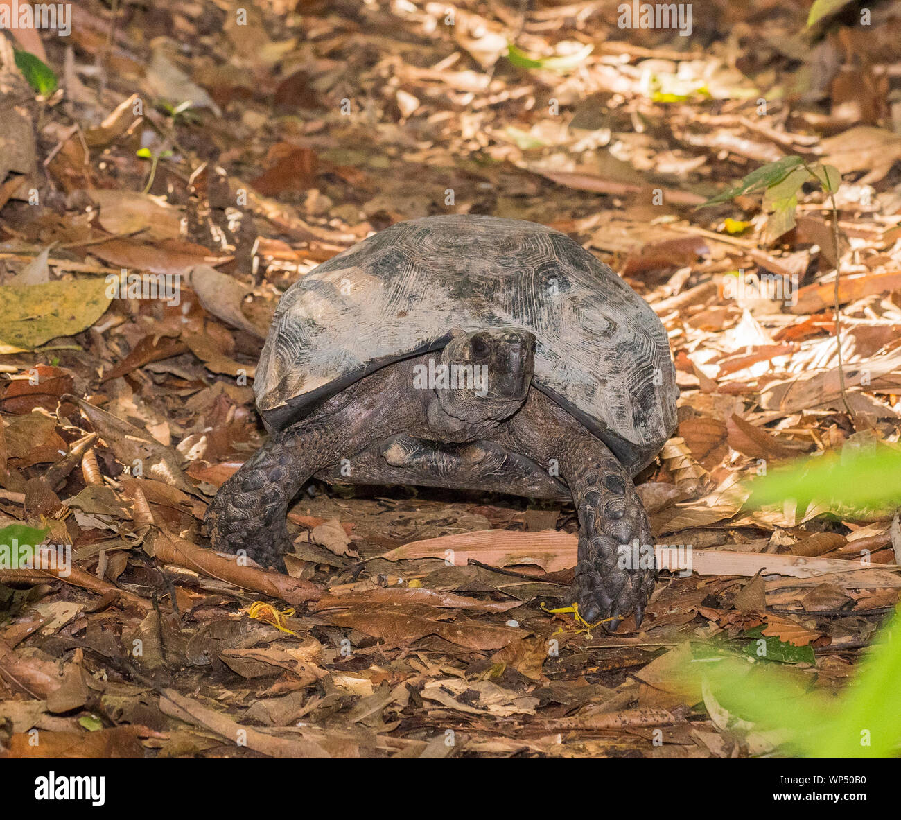 Photo of a large Asian Forest Tortoise (Manouria emys) in the rainforest in Kaeng Krachan NP, Thailand Stock Photo