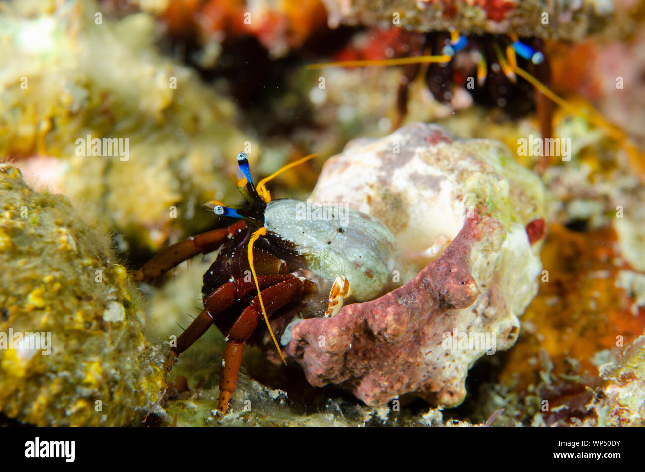 Pair of Gaimard's Hermit Crab, Calcinus gaimardii, Two Tree Island dive site, Sagof, Misool, Raja Ampat, West Papua, Indonesia Stock Photo