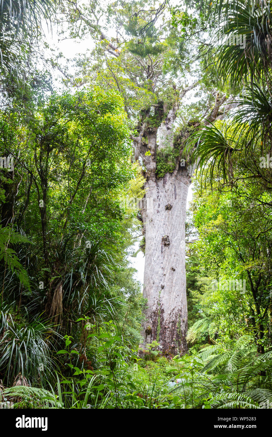 Large Old Kauri In New Zealand Hi Res Stock Photography And Images Alamy