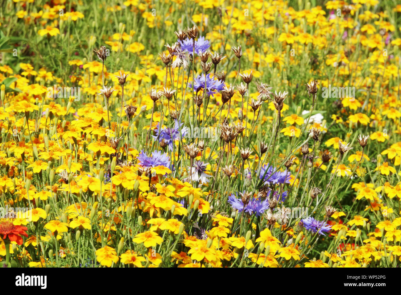Summer garden flowers, Blue Bachelor's Button Centaurea cyanus, Yellow tagetes, Marigolds Stock Photo