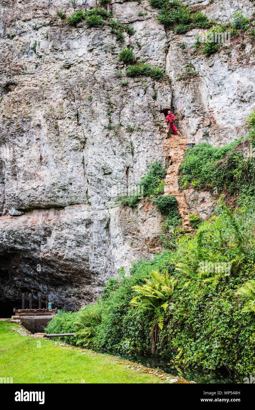 A man high on a rope entering a cave on a cliff face at Wookey Hole in Somerset. UK Stock Photo