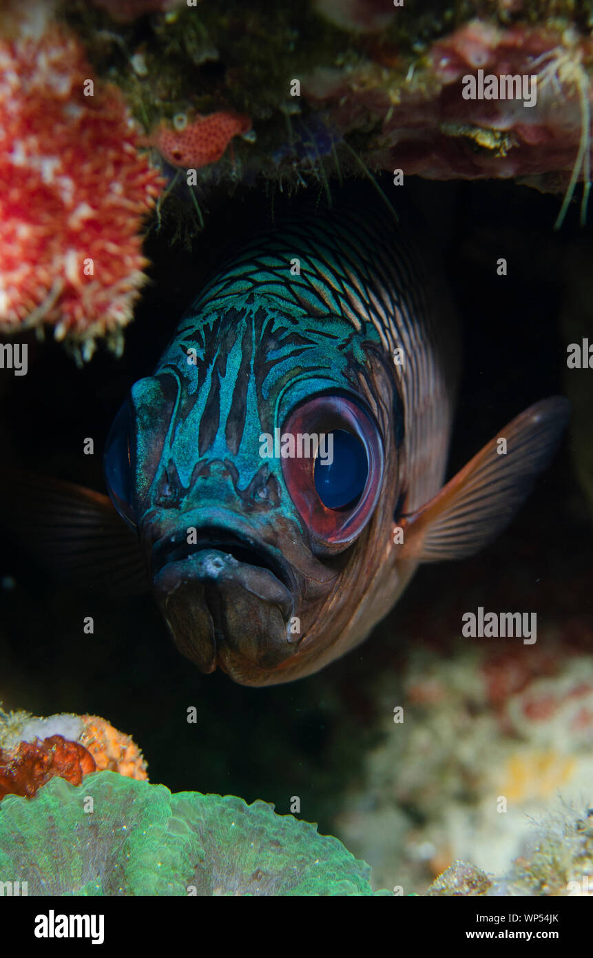 Shadowfin Soldierfish, Myripristis adusta, Blue Magic dive site, Mioskon, Dampier Strait, Raja Ampat, West Papua, Indonesia Stock Photo