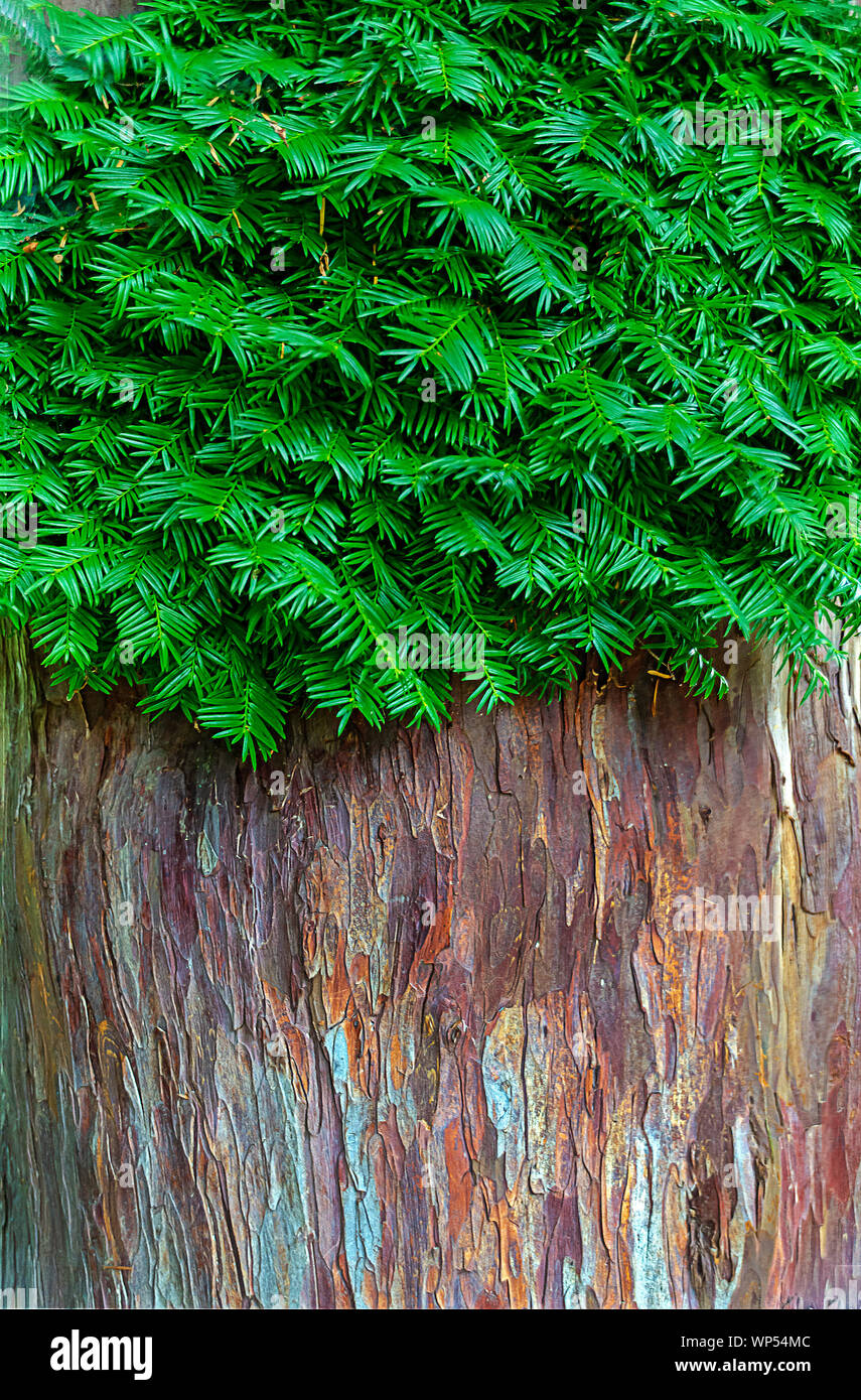 bark and green branches of a dawn redwood tree Stock Photo