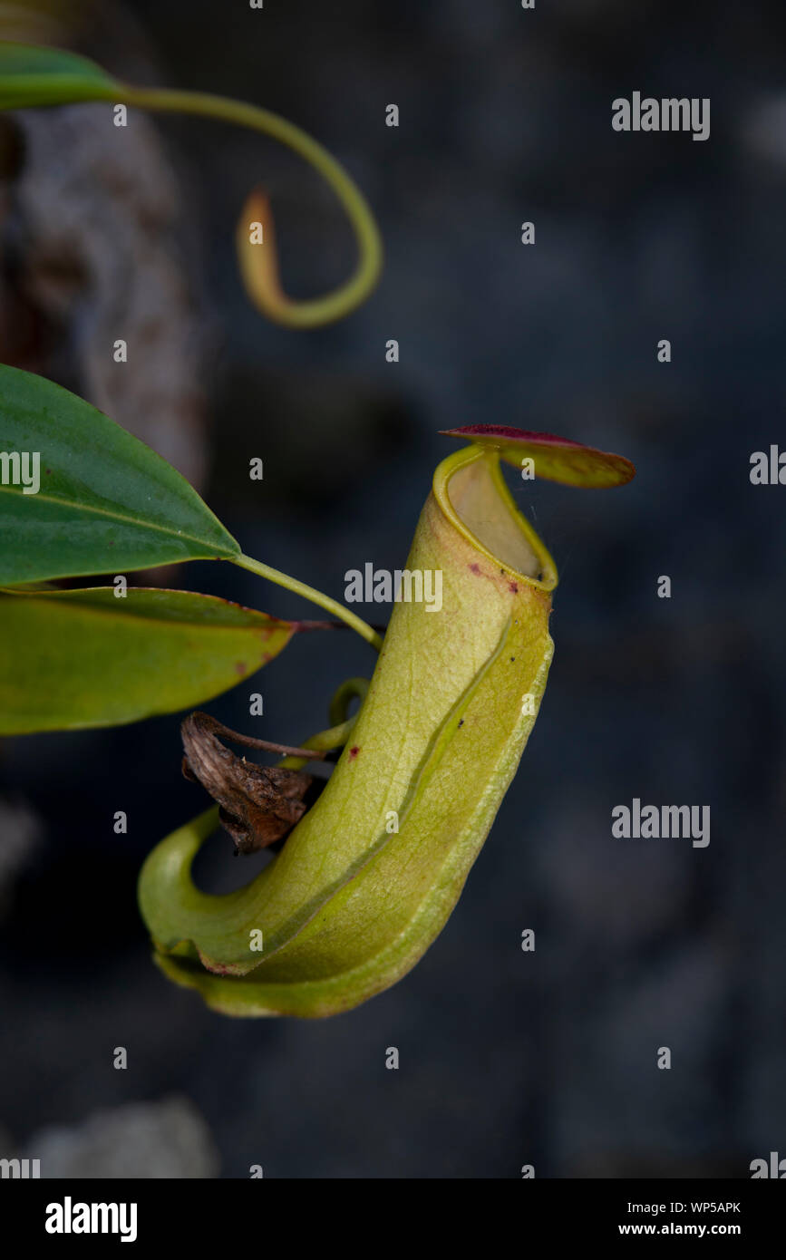 Old Raja Pitcher Carnivorous Plant Nepenthes Sp High Resolution Stock Photography and ...