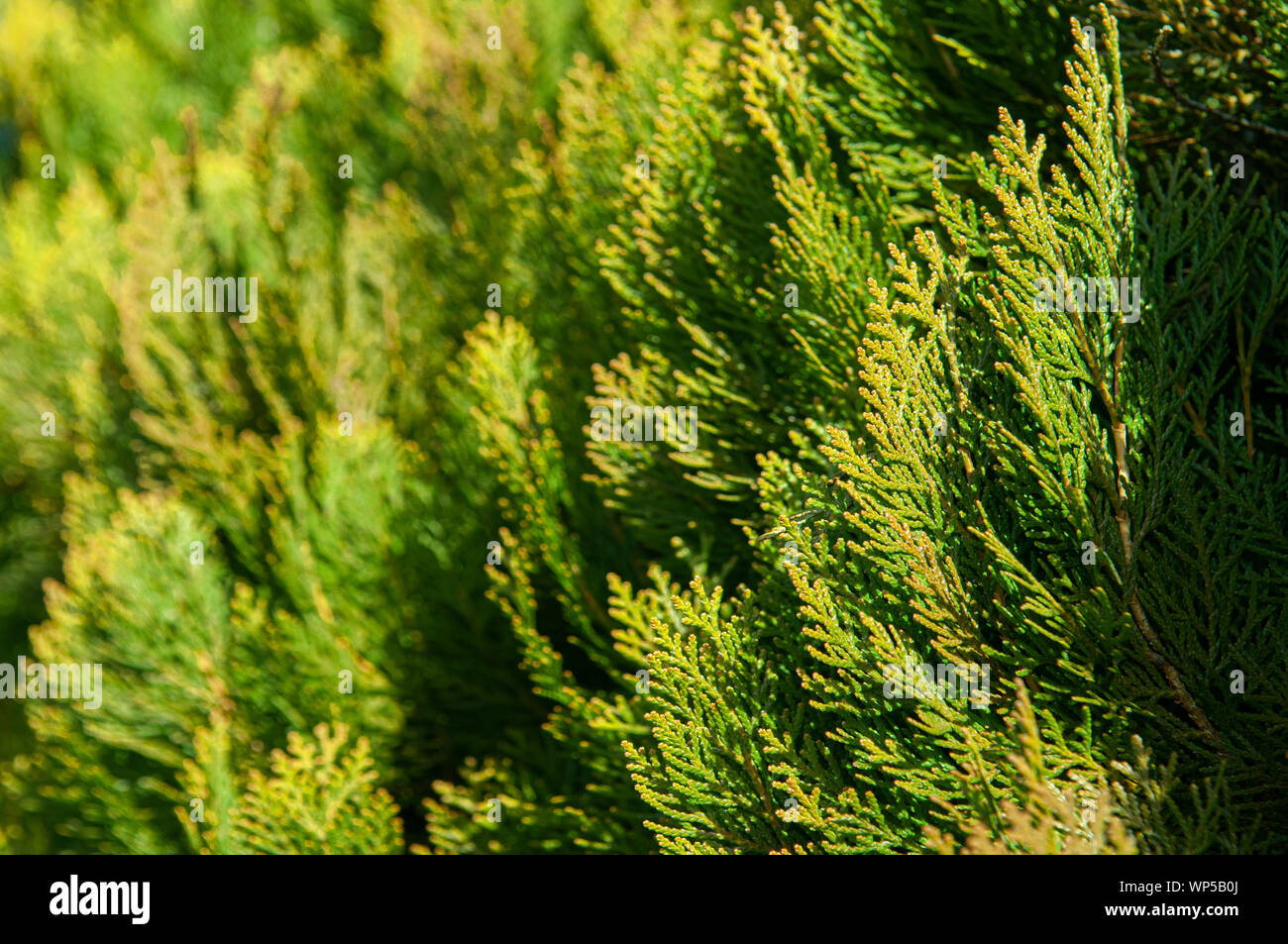 Thuja pine tree leaves green hedge with beautiful sunlight close up details background Stock Photo