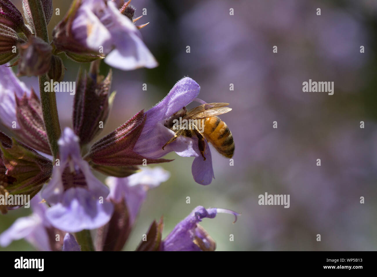 Honey bee feeding on salvia flower Stock Photo