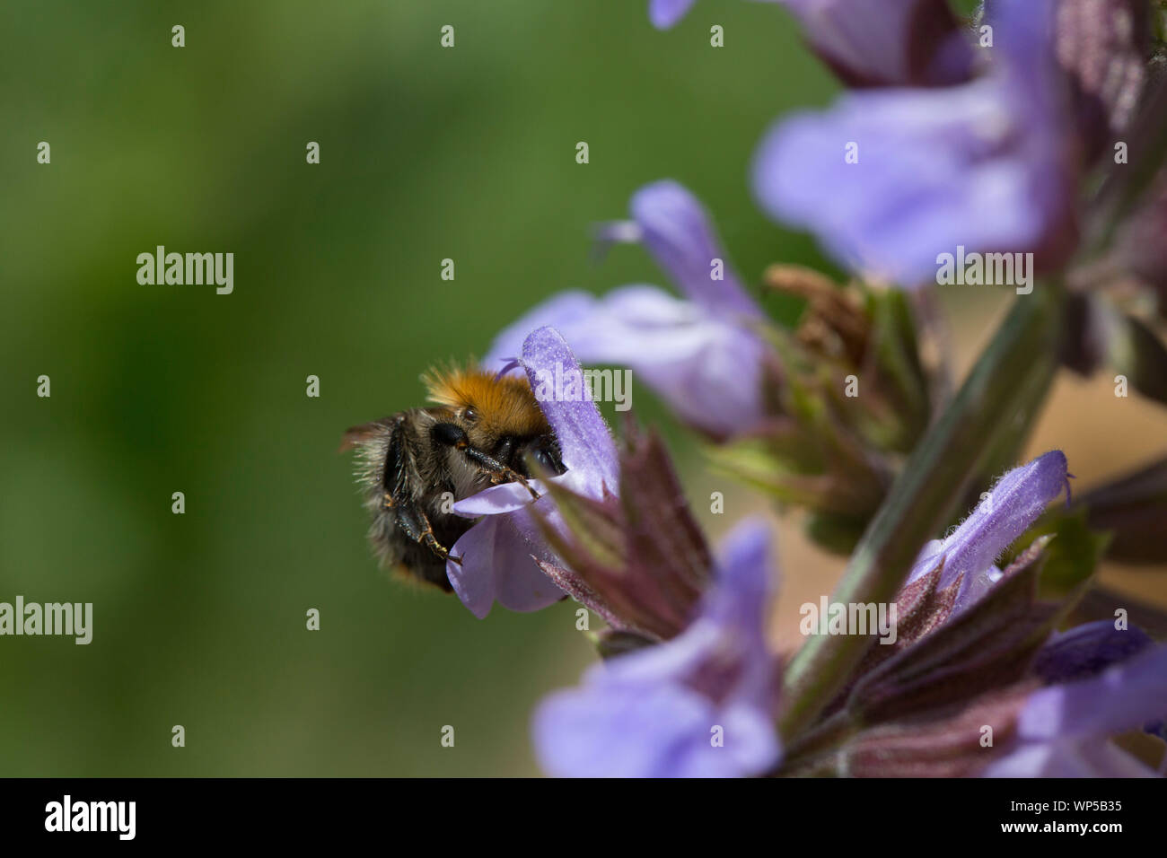 Common carder bee feeding on salvia flower Stock Photo
