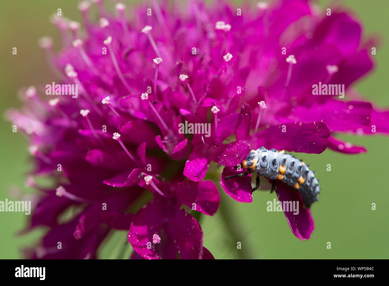 The larva of the seven-spot ladybird (Coccinella septempunctata) on a field scabious Stock Photo