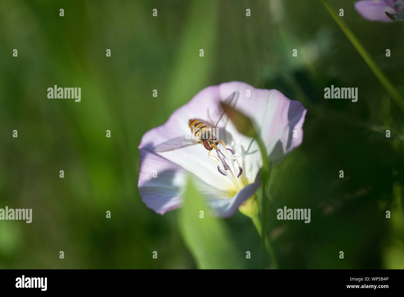 Marmalade fly on morning-glory flower Stock Photo