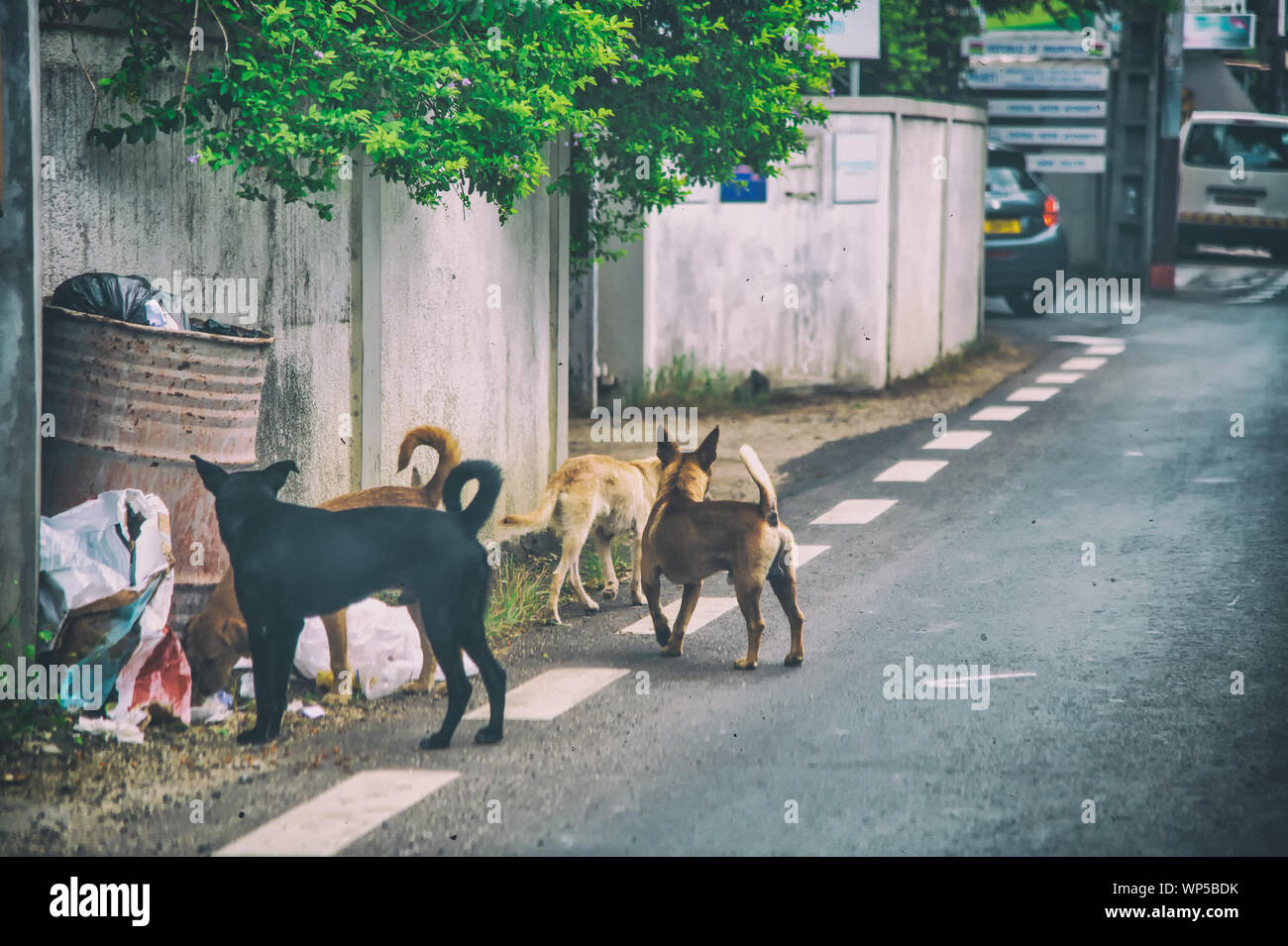 https://c8.alamy.com/comp/WP5BDK/stray-dogs-looking-for-food-on-the-streets-WP5BDK.jpg