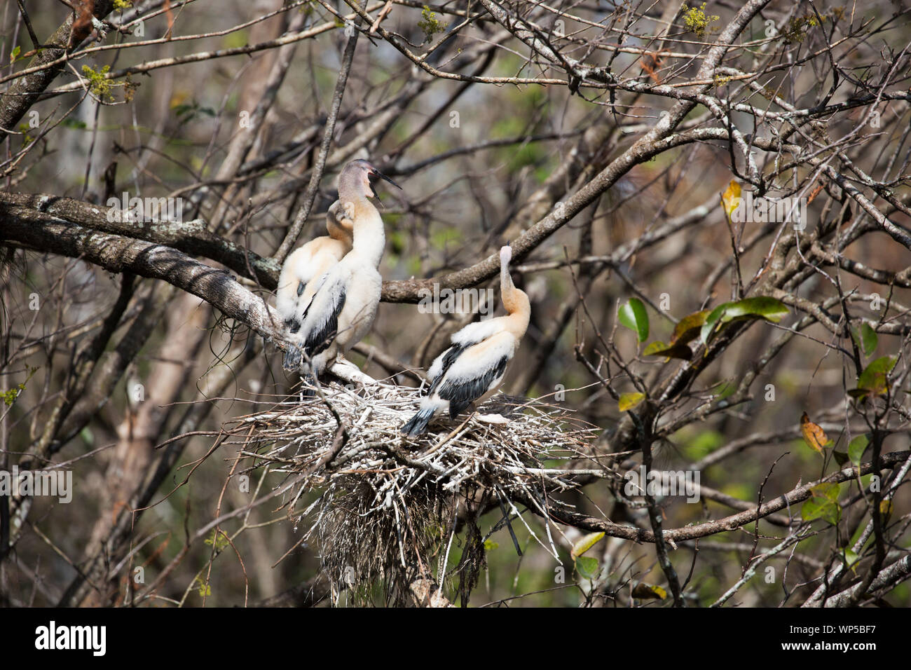 Juvenile anhingas (Anhinga anhinga) in their nest (Corkscrew Sanctuary ...