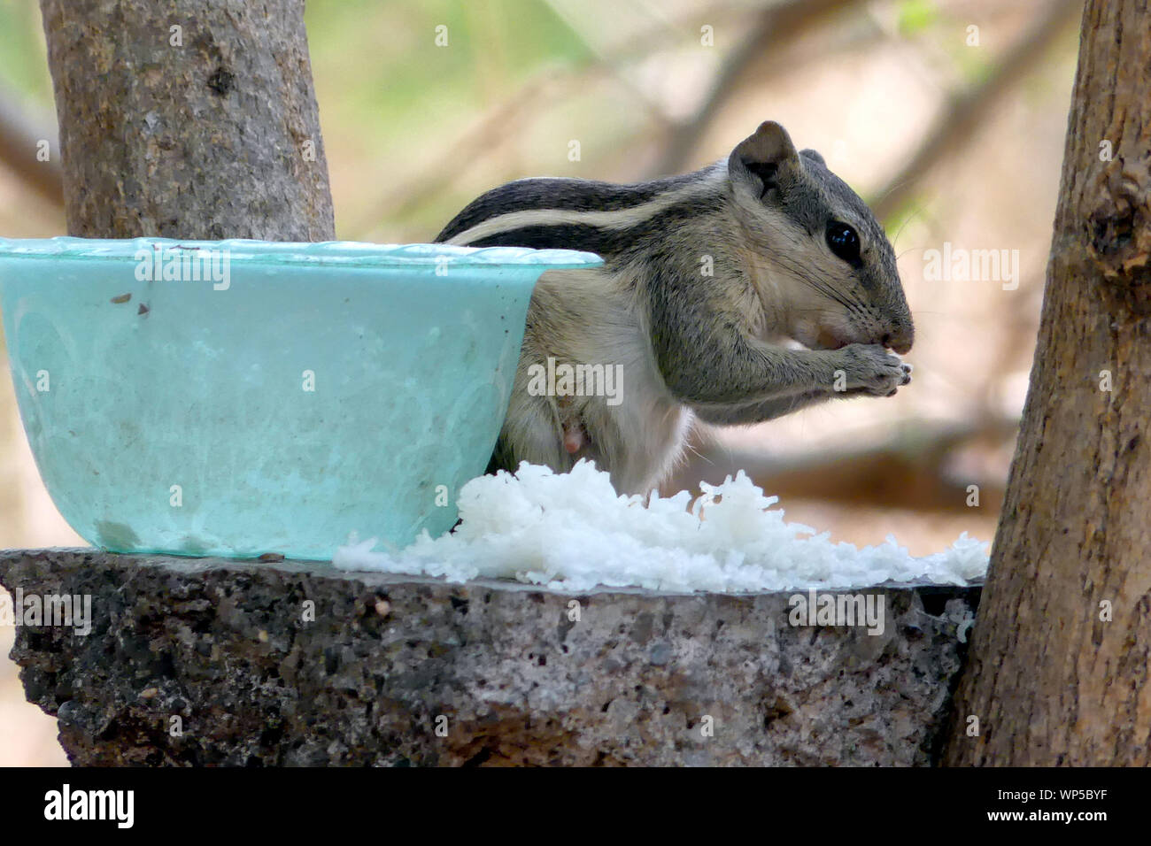 During extreme summer in India food and water provided to squirrels. During this period so many squirrels die for scarcity of water. Stock Photo