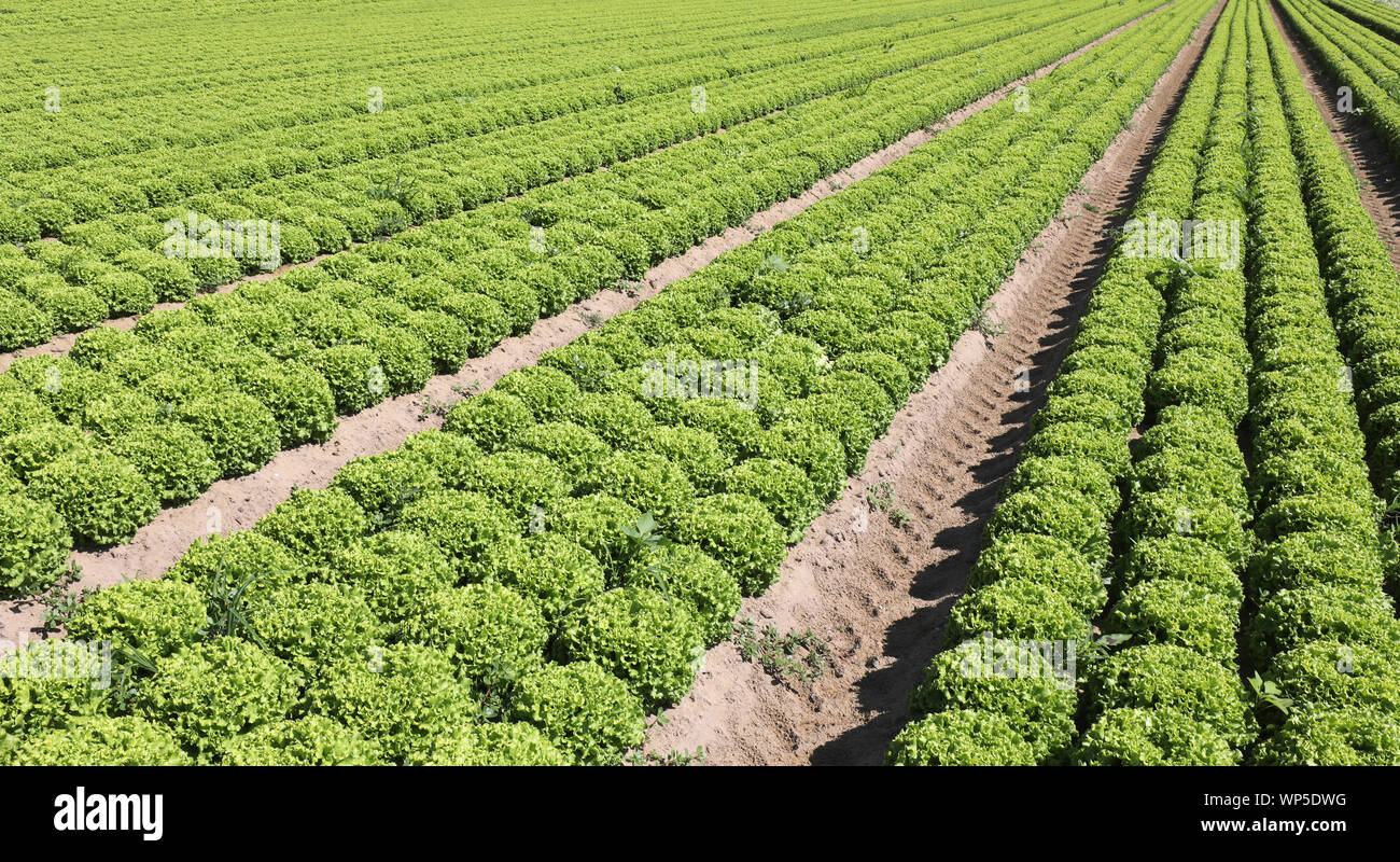 immense field of green lettuce ordered by rows on the draining sandy soil in summer Stock Photo