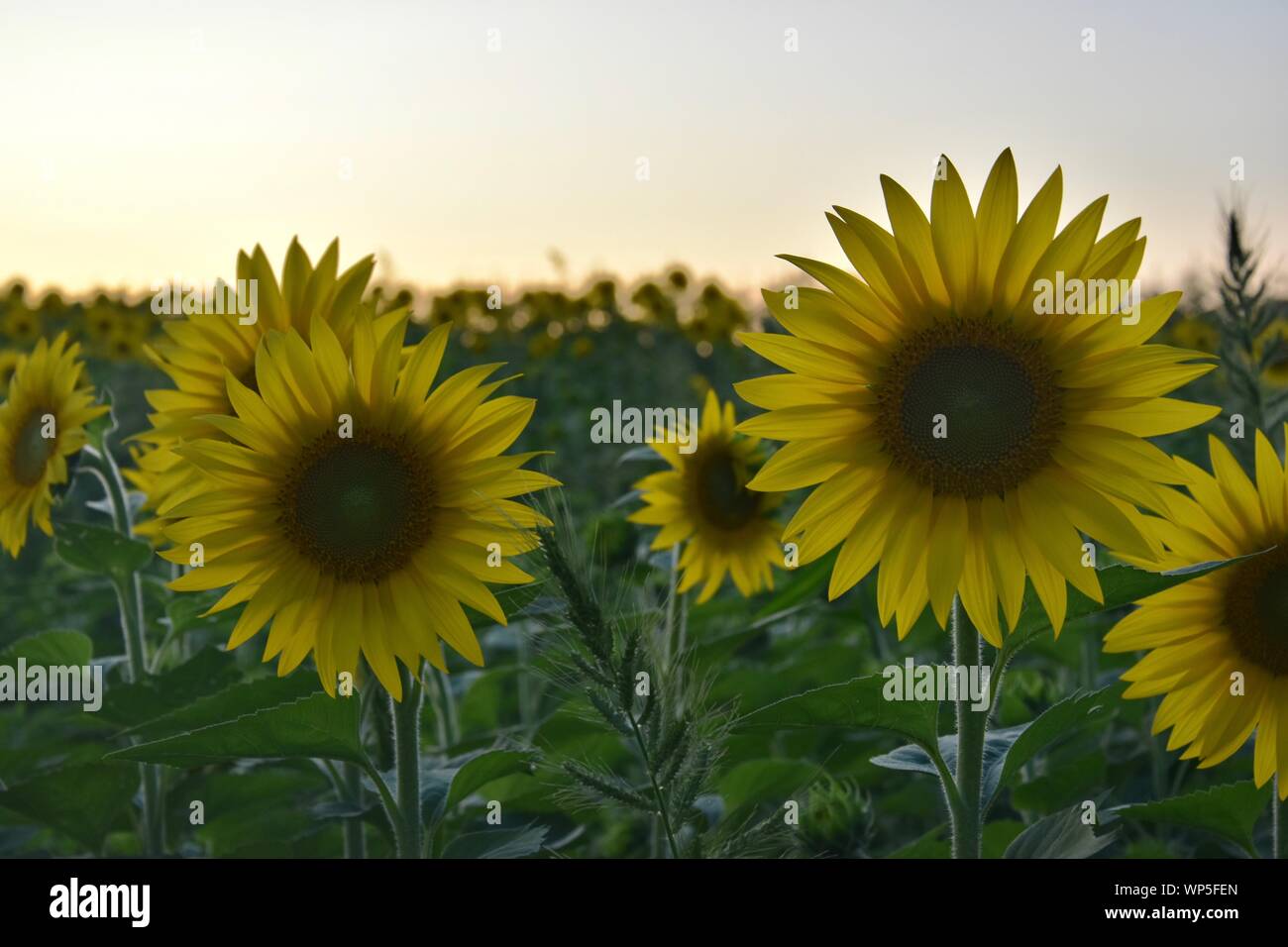Sunflowers in the sunflower field at the famous Colby Farms in