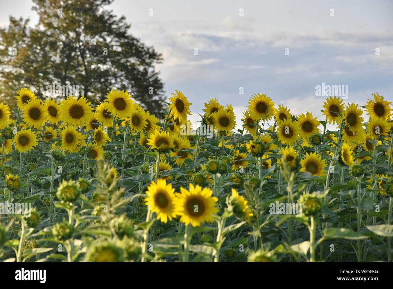 Sunflowers in the sunflower field at the famous Colby Farms in