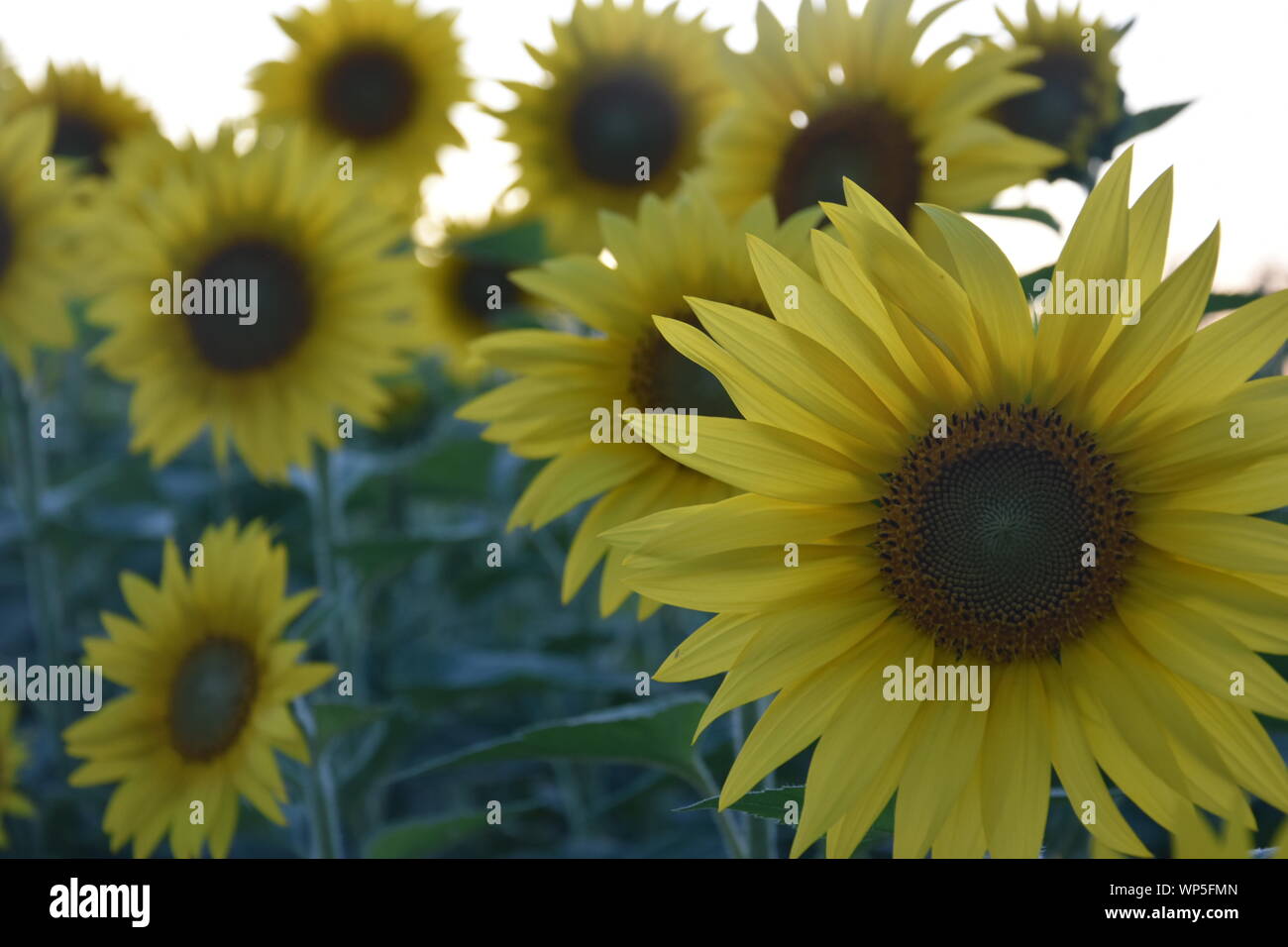 Sunflowers in the sunflower field at the famous Colby Farms in