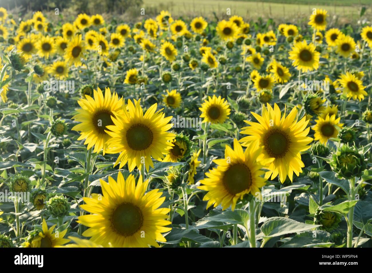 Sunflowers in the sunflower field at the famous Colby Farms in