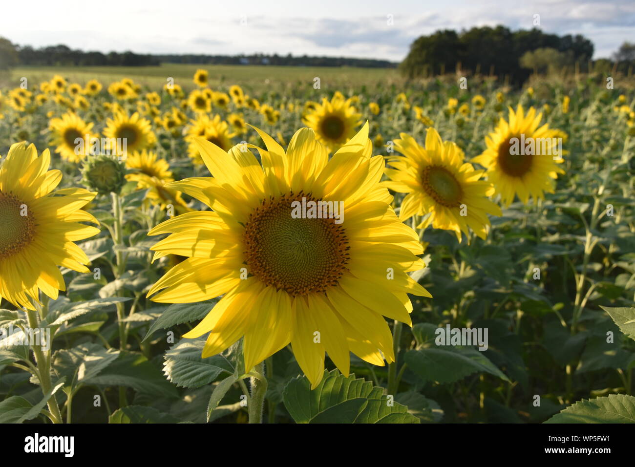 Sunflowers in the sunflower field at the famous Colby Farms in