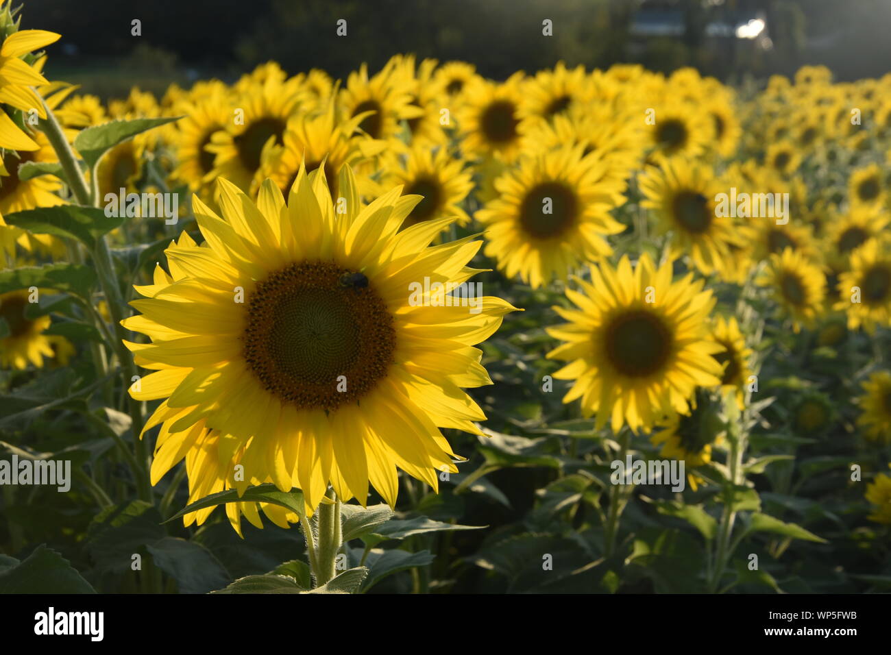 Sunflowers in the sunflower field at the famous Colby Farms in