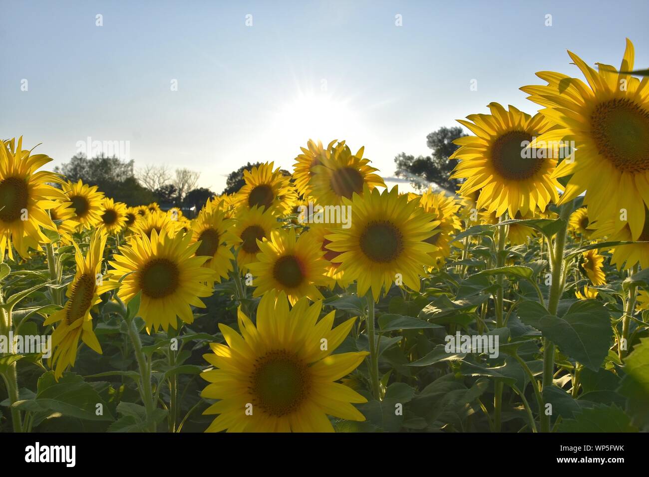 Sunflowers in the sunflower field at the famous Colby Farms in
