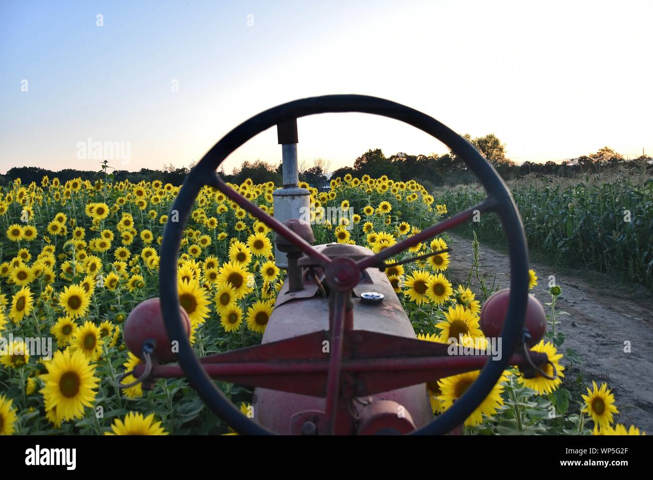 Sunflowers in the sunflower field at the famous Colby Farms in