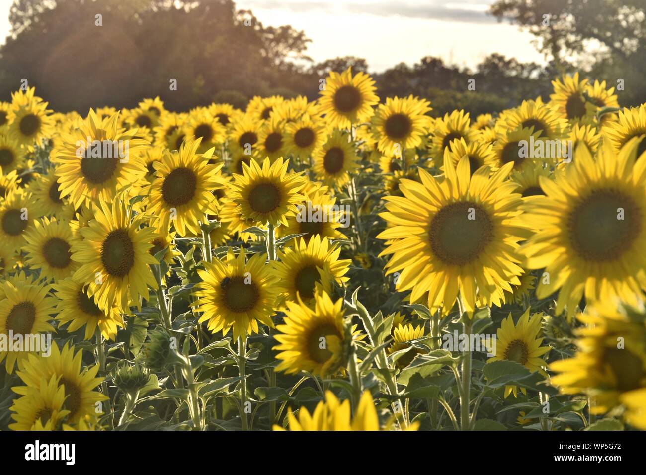 Sunflowers in the sunflower field at the famous Colby Farms in