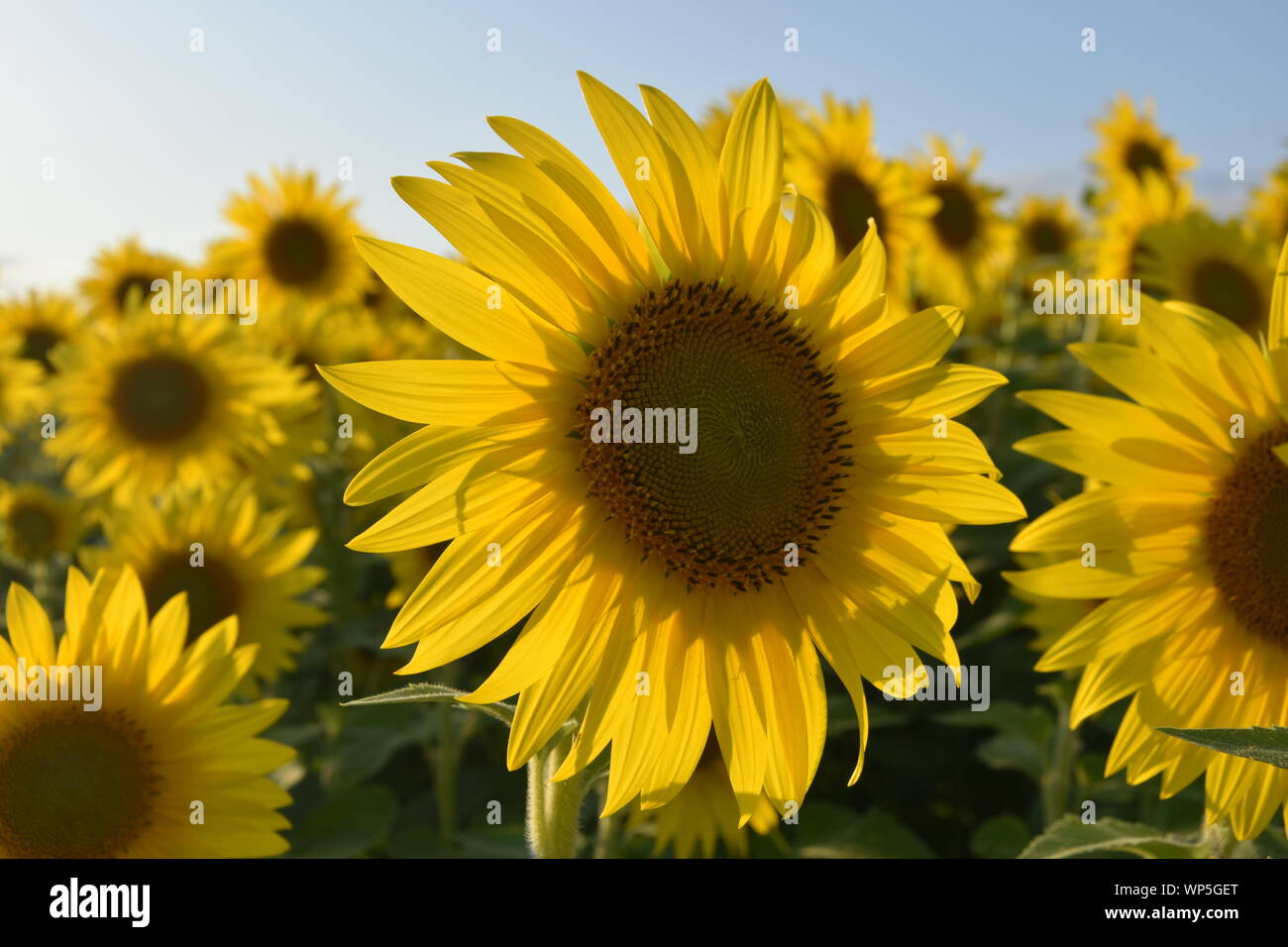 Sunflowers in the sunflower field at the famous Colby Farms in