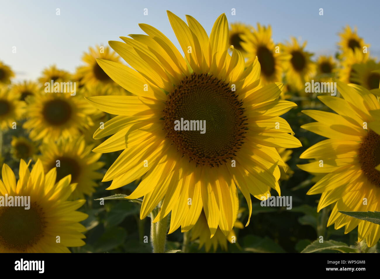 Sunflowers in the sunflower field at the famous Colby Farms in