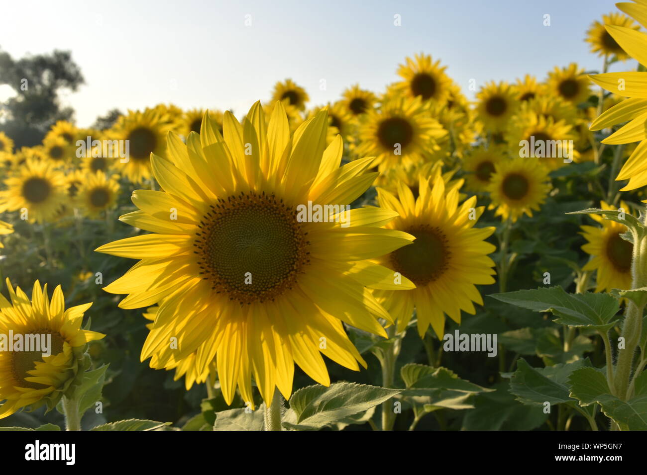 Sunflowers in the sunflower field at the famous Colby Farms in