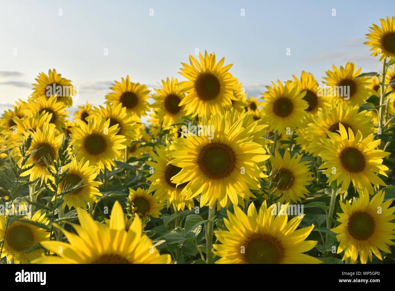 Sunflowers in the sunflower field at the famous Colby Farms in