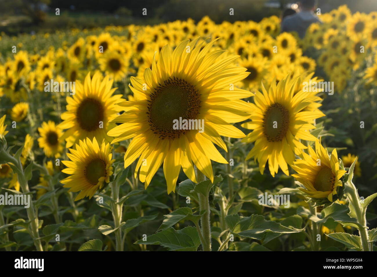 Sunflowers in the sunflower field at the famous Colby Farms in