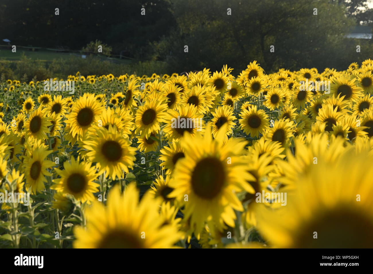 Sunflowers in the sunflower field at the famous Colby Farms in